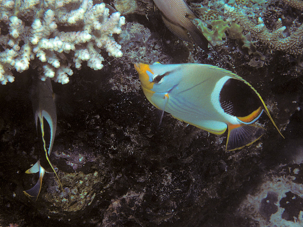 Chaetodon ephippium (Pesce farfalla sellato)